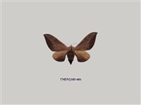 藏品(鉤翅赭蠶蛾)的圖片